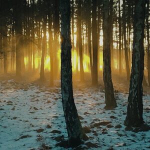 Sonnenstrahlen fluten den Wald